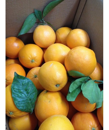 Saft-Orangen Verkauf