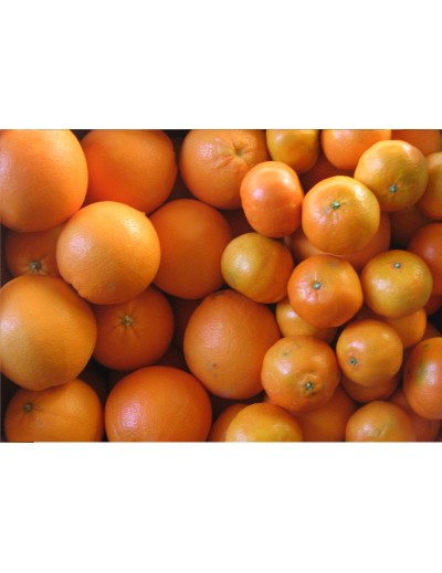 Gemischt: 5 Kg Mandarinen und 10 Kg Saft-Orangen