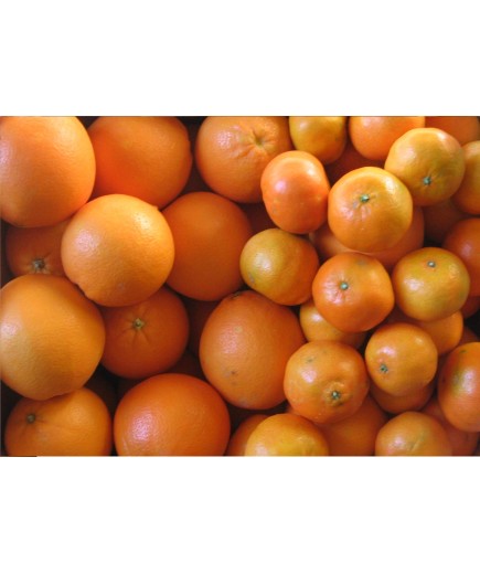 Venta de naranjas, mandarinas, clementinas y limones