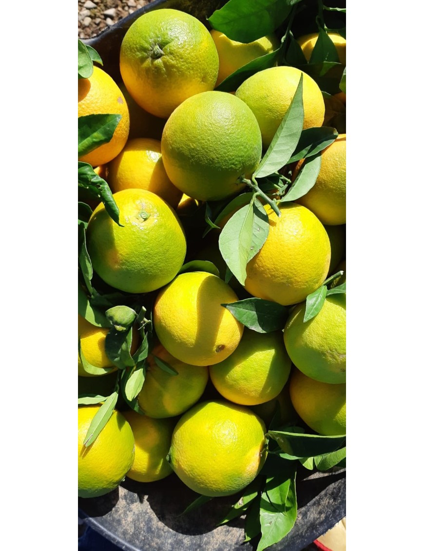 Oranges acides pour jus: Panier 15 Kg