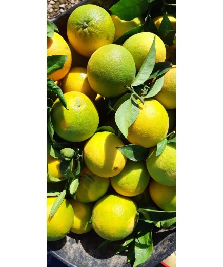 Oranges acides pour jus: Panier 15 Kg