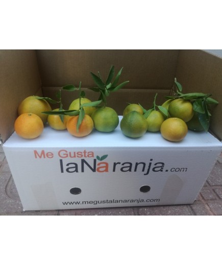 CAJA 10KG MANDARINA MARISOL, ENVÍO  22 DE OCTUBRE