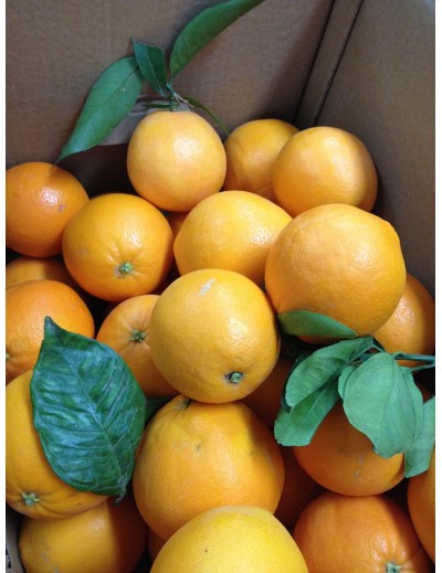 Saft-Orangen: 10 kg Box