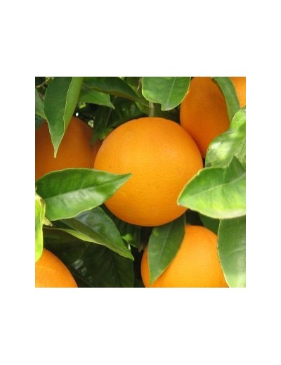 Naranjas: 15kg