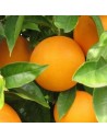 Oranges: 15kg
