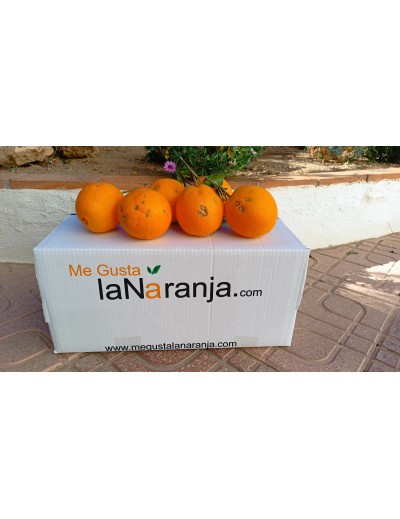 10 Kg Naranjas de mesa Lane Late, Clase II