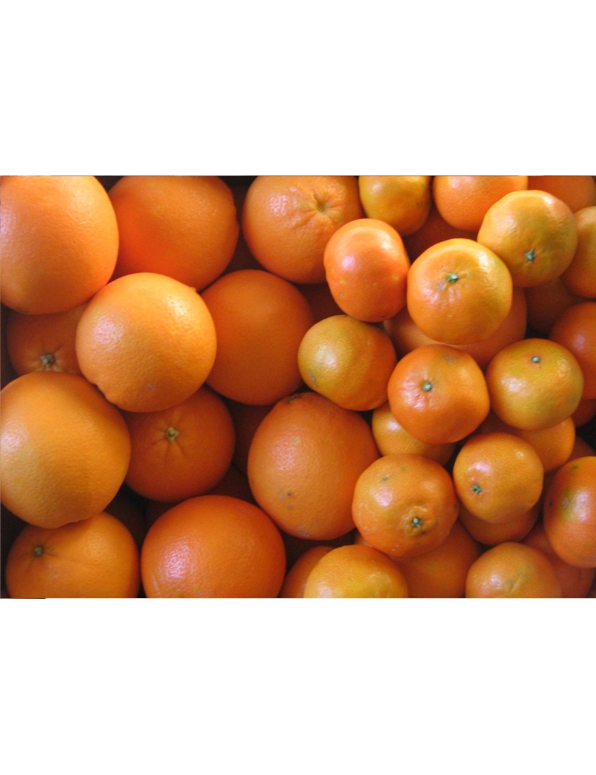 Vente d'oranges