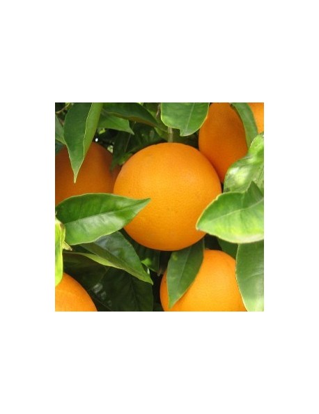 Apfelsinen: 15kg