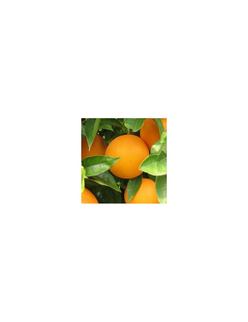 Venta de naranjas