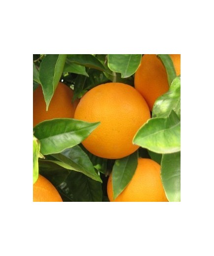 Oranges sell Oranges sell