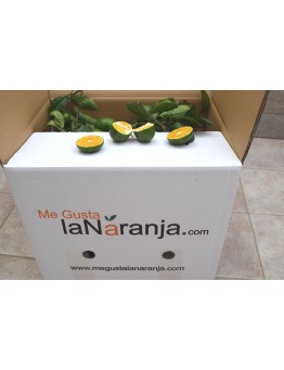 10 KG MANDARINES IWASAKI