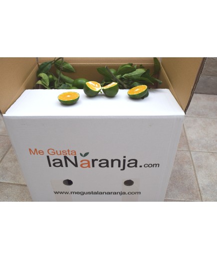 10 KG MANDARINES IWASAKI